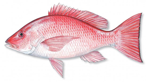 red snapper tampa