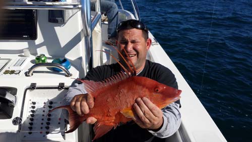 hogfish carters